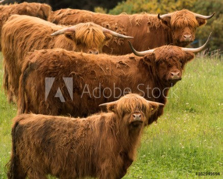 Picture of Group of Highland Longhorn Cattle in Triangular Pose
